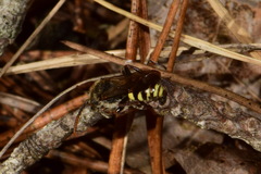 Nomada