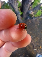 Coccinella septempunctata