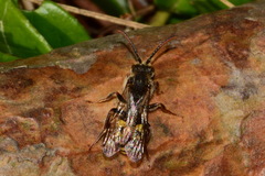 Nomada