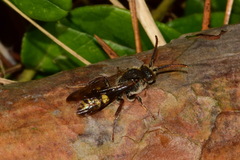 Nomada