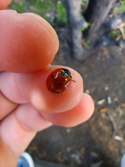 Coccinella septempunctata