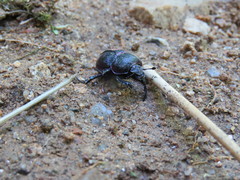 Phelotrupes auratus