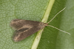 Coleophora spinella