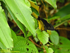 Troides amphrysus