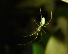 Tetragnatha subsquamata