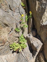 Chelidonium majus