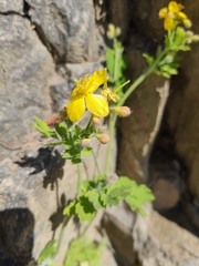 Chelidonium majus