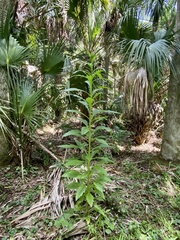 Erechtites hieraciifolius image