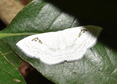 Problepsis digammata