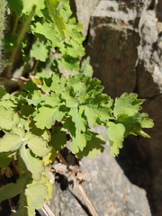 Chelidonium majus