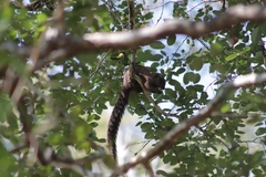 Heliosciurus mutabilis