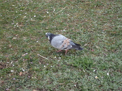 Columba livia domestica