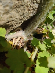 Chelidonium majus