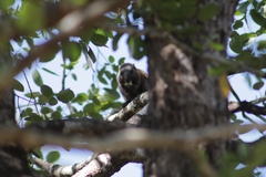 Heliosciurus mutabilis