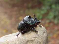 Coprophanaeus gamezi