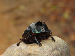 Coprophanaeus gamezi