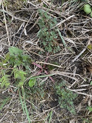 Peucedanum alsaticum
