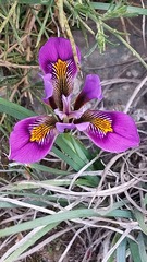 Iris unguicularis cretensis