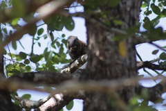 Heliosciurus mutabilis