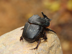 Coprophanaeus gamezi