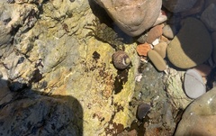 Littorina subrotundata