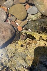 Littorina subrotundata