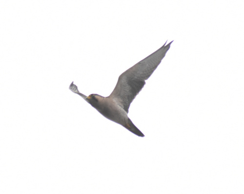 Halcón borní (Falco biarmicus)