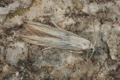 Coleophora striatipennella