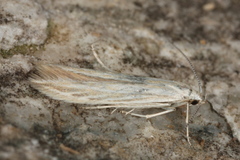 Coleophora striatipennella