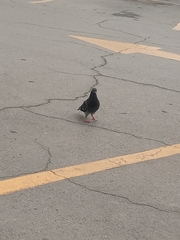Columba livia domestica