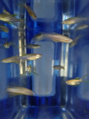 Danio rerio