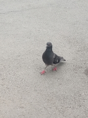Columba livia domestica