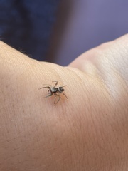 Habronattus coecatus