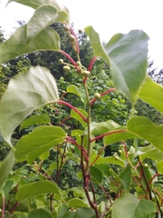 Actinidia