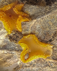 Arachnopeziza aurelia