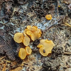 Arachnopeziza aurelia