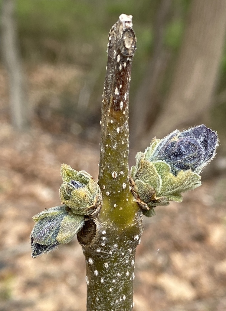 plants from Bel Air South, MD, USA on April 23, 2022 at 1107 AM by