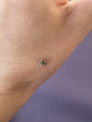 Habronattus coecatus