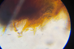 Arachnopeziza aurelia