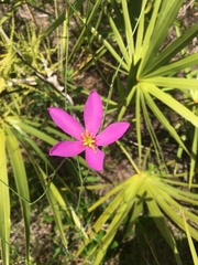 Sabatia grandiflora