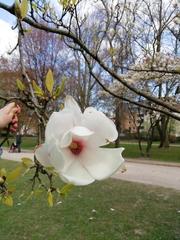 Magnolia × soulangeana