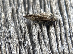 Nimbopsocus