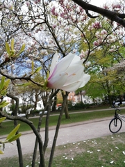 Magnolia × soulangeana