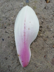 Magnolia × soulangeana