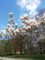 Magnolia × soulangeana