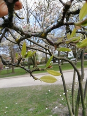 Magnolia × soulangeana