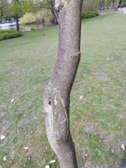 Magnolia × soulangeana