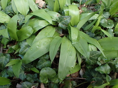 Allium ursinum