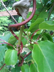 Actinidia