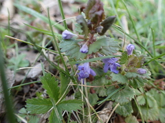 Glechoma hederacea